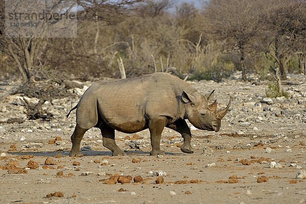 Spitzmaulnashorn oder Schwarzes Nashorn (Diceros bicornis)  Chudop  Etosha-Nationalpark  Namibia  Afrika