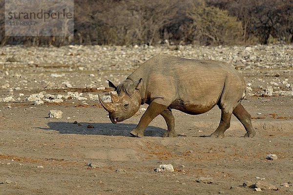 Spitzmaulnashorn oder Schwarzes Nashorn (Diceros bicornis)  Chudop  Etosha-Nationalpark  Namibia  Afrika