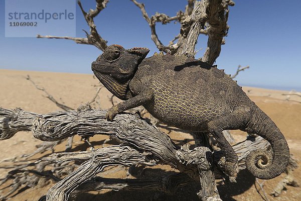 Wüstenchamäleon  Namaqua-Chamäleon (Chamaeleo namaquensis)  Namib-Wüste bei Swakopmund  Namibia  Afrika