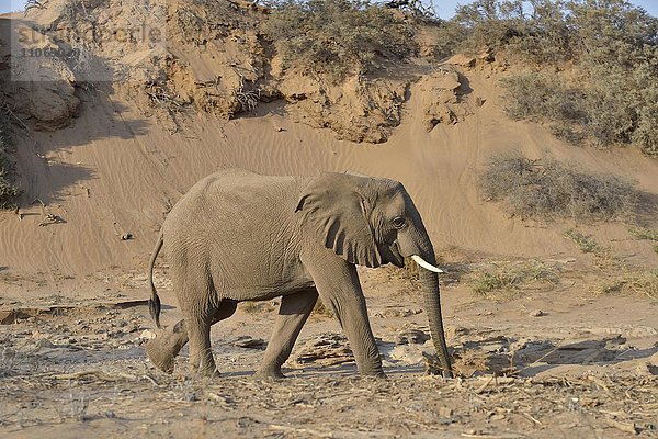 Wüstenelefant  Afrikanischer Elefant (Loxodonta africana)  gräbt mit dem Rüssel nach wasser  Trockenflussbett des Huab  Damaraland  Namibia  Afrika
