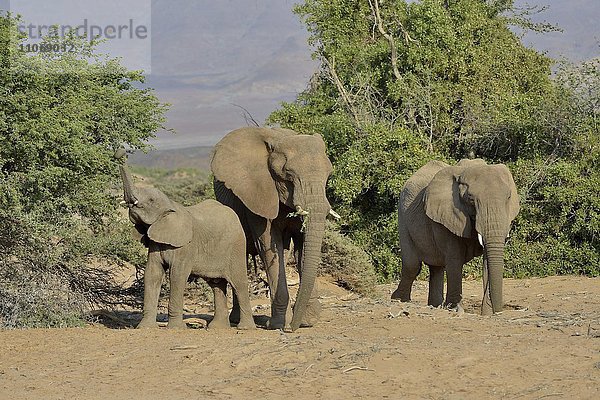 Wüstenelefanten oder Afrikanische Elefanten (Loxodonta africana)  im Trockenflussbett des Huab  Damaraland  Namibia  Afrika