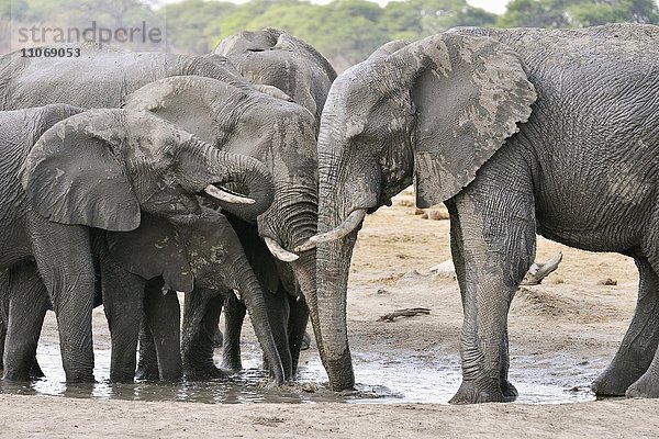 Elefanten (Loxodonta africana) beim Trinken an einer Wasserstelle  nahe Somalisa  Hwange-Nationalpark  Matabeleland North  Simbabwe  Afrika