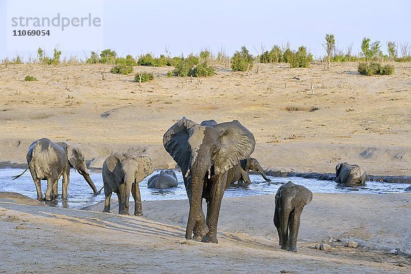 Elefanten (Loxodonta africana) beim Baden  nahe Somalisa Camp  Hwange-Nationalpark  Matabeleland North  Simbabwe  Afrika