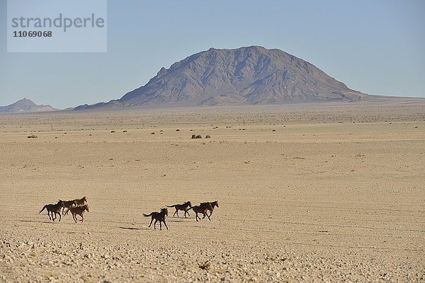 Galoppierende Wüstenpferde  Namibische Wildpferde oder Namibs (Equus ferus) in der Wüste  nahe der Wasserstelle von Garub  bei Aus  Karas Region  Namibia  Afrika