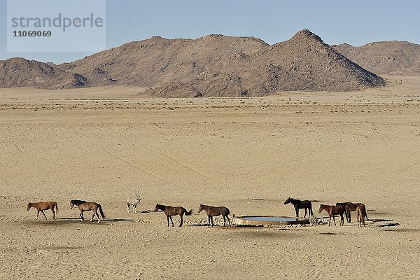 Wüstenpferde  Namibische Wildpferde oder Namibs (Equus ferus) an der Wasserstelle von Garub  bei Aus  Karas Region  Namibia  Afrika