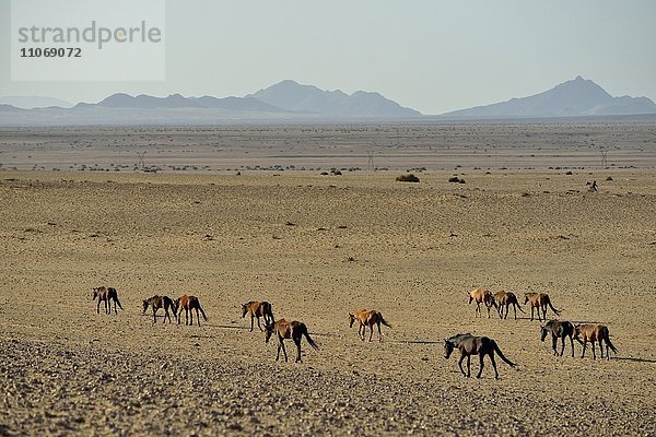 Wüstenpferde  Namibische Wildpferde oder Namibs (Equus ferus) laufen durch die Wüste  Herde nahe der Wasserstelle von Garub  bei Aus  Karas Region  Namibia  Afrika
