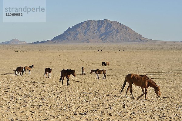 Wüstenpferde  Namibische Wildpferde oder Namibs (Equus ferus) in der Wüste  Herde nahe der Wasserstelle von Garub  bei Aus  Karas Region  Namibia  Afrika