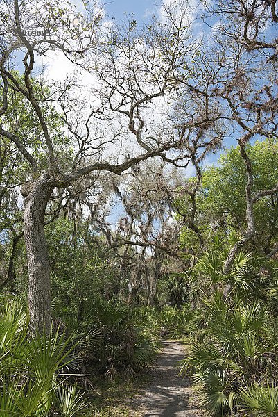 vegetation  Bäume mit Spanisch Moos (Tillandsia usneoides)  Myakka River State Park  Florida  USA  Nordamerika