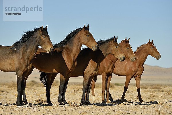 Wüstenpferde  Namibische Wildpferde oder Namibs (Equus ferus)  nahe Wasserstelle Garub  bei Aus  Karas Region  Namibia  Afrika