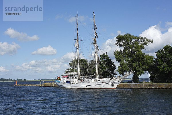 Segelschiff Greif im Wiecker Hafen  Greifswald  Mecklenburg-Vorpommern  Deutschland  Europa