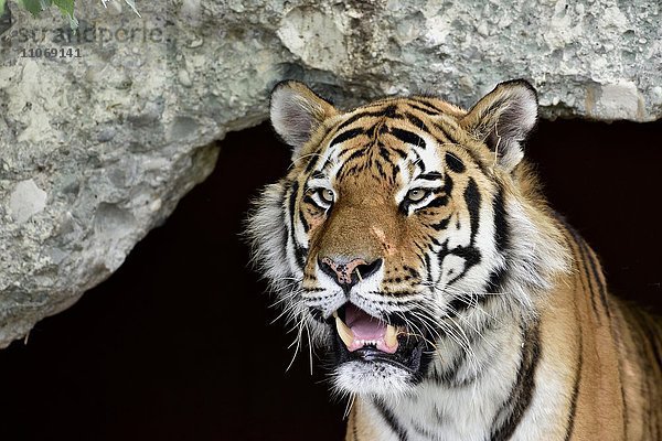 Sibirischer Tiger (Panthera tigris altaica)  Portrait  captive  München  Bayern  Deutschland  Europa