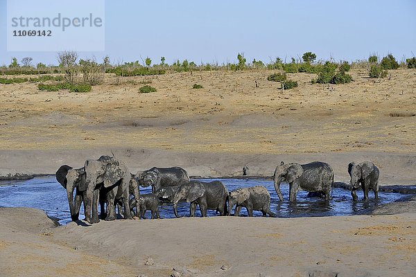 Elefanten (Loxodonta africana)  Herde an der Wasserstelle von Somalisa  Hwange-Nationalpark  Matabeleland North  Simbabwe  Afrika