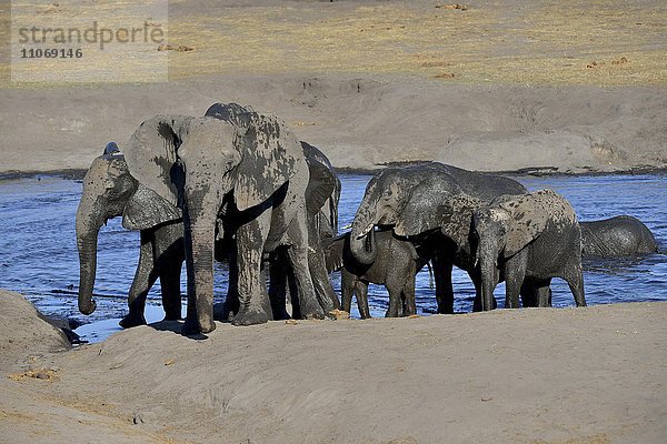 Elefanten (Loxodonta africana)  kleine Herde nach einem Bad an der Wasserstelle von Somalisa  Hwange-Nationalpark  Matabeleland North  Simbabwe  Afrika