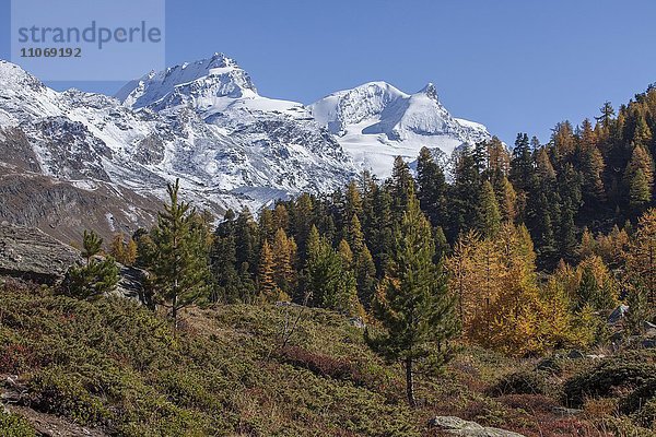 Findelntal im Herbst mit schneebedecktem Rimpfischhorn und Strahlhorn  Zermatt  Wallis  Schweiz  Europa