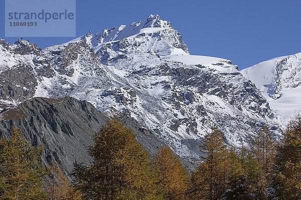 Findelntalim Herbst mit Rimpfischhorn mit Schnee  Zermatt  Wallis  Schweiz  Europa