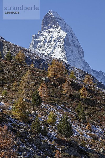 Schneebedecktes Matterhorn  herbstliche Bäume  Zermatt  Wallis  Schweiz  Europa