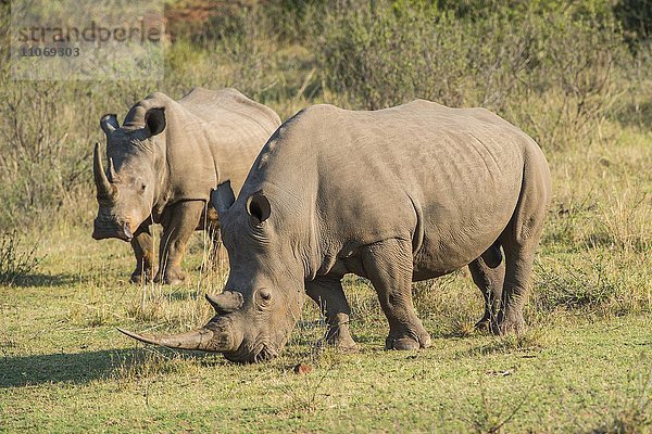 Grasende Breitmaulnashörner (Ceratotherium simum)  Soutpansberg  Südafrika