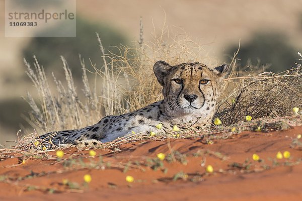 Gepard (Acinonyx jubatus) liegt im Sand  Kalahari  Namibia  Afrika