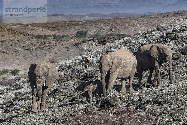 Afrikanische Elefanten (Loxodonta africana)  Wüstenelefanten mit Jungtier in ausgetrockneter Landschaft  Damaraland  Namibia  Afrika