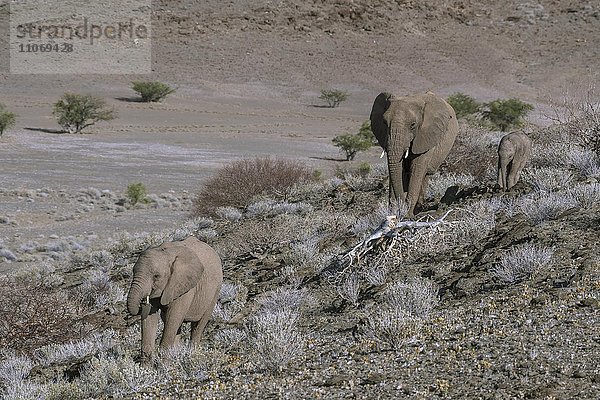 Afrikanische Elefanten (Loxodonta africana)  Wüstenelefant mit Jungtieren am Trockenflussbett des Ugab  Damaraland  Namibia  Afrika