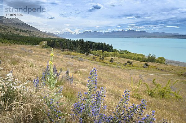 Lake Pukaki und Mount Cook Nationalpark  Pukaki  Region Canterbury  Neuseeland  Ozeanien