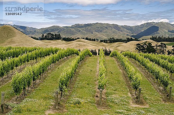 Weingut mit Weinstöcken  Weinreben  Nelson  Südinsel  Neuseeland  Ozeanien