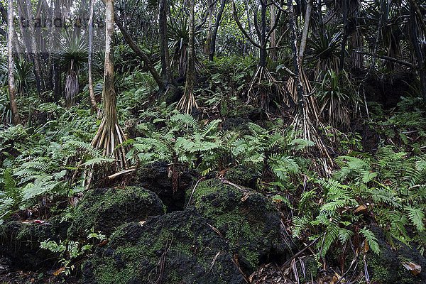 Tropische Vegetation  Schraubenbäume (Pandanus)  auch Schraubenpalme  nahe Anse des Cascades bei Piton Sainte-Rose  La Reunion  Afrika