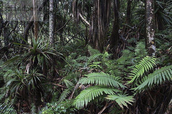 Tropische Vegetation  nahe Anse des Cascades bei Piton Sainte-Rose  La Reunion  Afrika