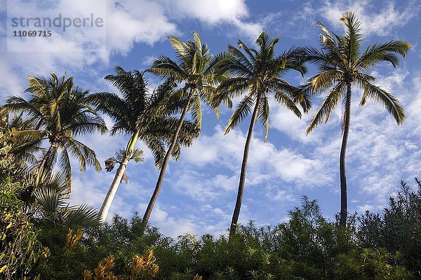 Kokospalme oder Kokosnusspalme (Cocos nucifera)  Nature Reservat Réserve Naturelle Nationale Etang de Saint-Paul  La Reunion  Afrika