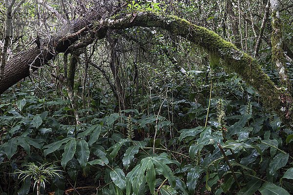 Tropische Vegetation im Regenwald des Cirque de Cilaos  UNESCO Weltnaturerbe  La Reunion  Afrika