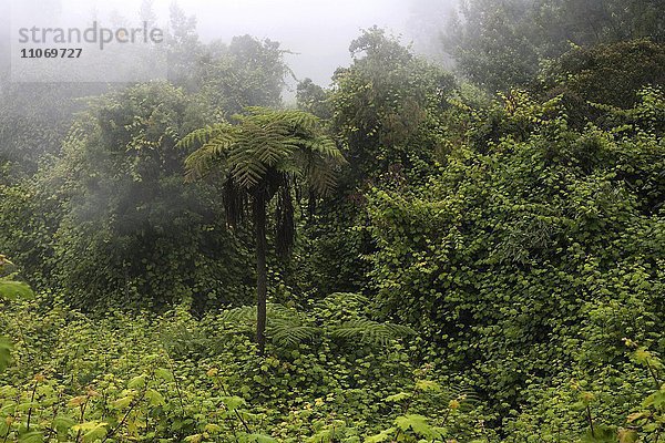 Tropische Vegetation mit Nebel  Regenwald des Cirque de Cilaos  UNESCO Weltnaturerbe  La Reunion  Afrika