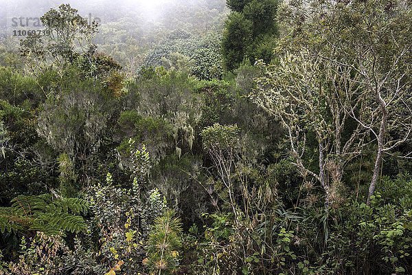Typische dichte Vegetation im Nebelwald mit Moos behangenen Bäumen  Foret des Makes  La Reunion  Afrika
