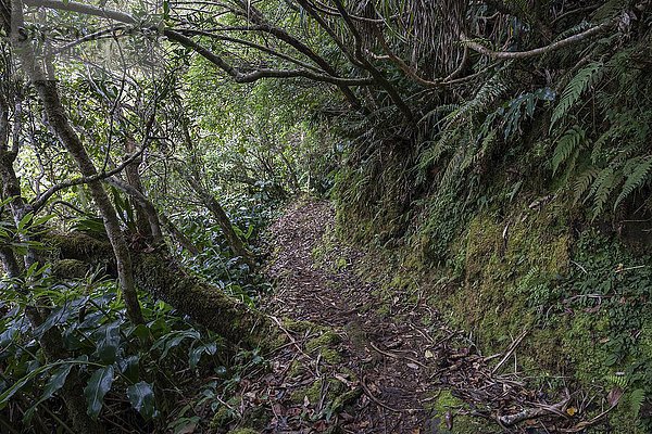 Wanderweg  Trekkingpfad mit typischer Vegetation im Nebelwald Foret des Makes  La Reunion  Afrika
