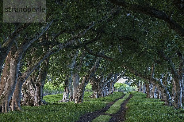 Allee mit alten Bäumen  Baumallee bei Mahebourg  Mauritius  Afrika