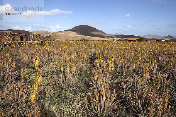 Feld mit echter Aloe (Aloe vera)  blühend  Fuerteventura  Kanarische Inseln  Spanien  Europa