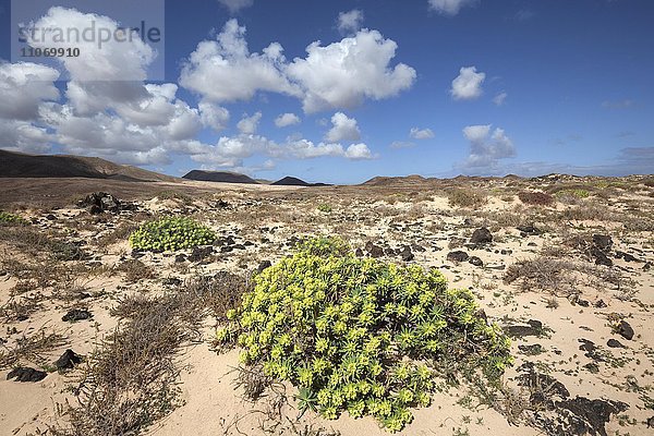 Karge Landschaft im südlichen Bereich des Parque Natural de Corralejo  vorne Wolfsmilch (Euphorbia)  Fuerteventura  Kanarische Inseln  Spanien  Europa