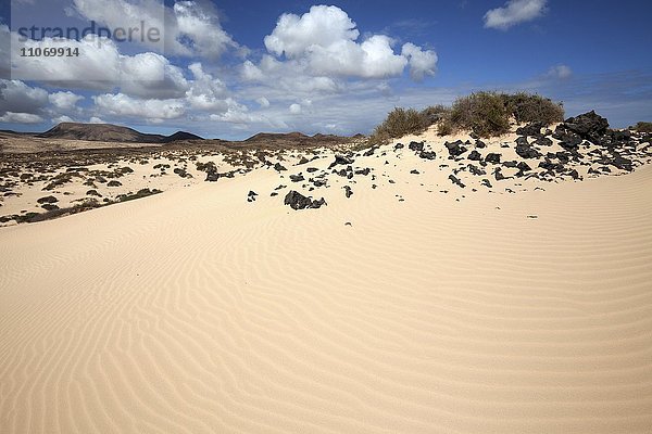 Sanddünen  Wanderdünengebiet El Jable  Las Dunas de Corralejo  im südlichen Bereich des Parque Natural de Corralejo  Fuerteventura  Kanarische Inseln  Spanien  Europa