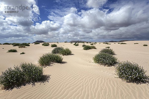 Blühende Pflanzen wachsen in den Sanddünen  Wanderdünengebiet El Jable  Las Dunas de Corralejo  Parque Natural de Corralejo  Fuerteventura  Kanarische Inseln  Spanien  Europa