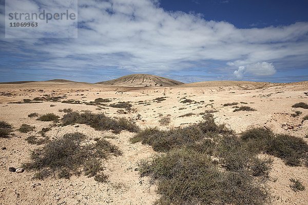 Wüstenhafte  karge Landschaft mit Wolken bei La Oliva  Fuerteventura  Kanarische Inseln  Spanien  Europa