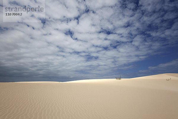 Sanddünen unter blauem Himmel mit Wolken  Wanderdünengebiet El Jable  Las Dunas de Corralejo  Parque Natural de Corralejo  Fuerteventura  Kanarische Inseln  Spanien  Europa