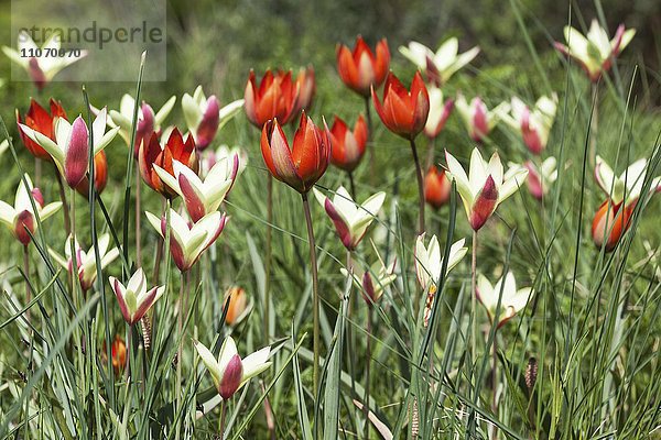 Damen-Tulpe (Tulipa clusiana) und rote Tulpen  Orphanides-Tulpe (Tulipa orphanidea)  Wildtulpen  Baden-Württemberg  Deutschland  Europa