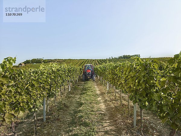 Traktor fährt zwischen den Weinstöcken  Wieselburg  Niederösterreich  Österreich  Europa