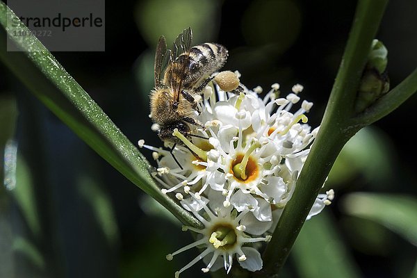 Honigbiene (Apis) sitzt auf der Blüte der Lorbeerkirsche (Prunus laurocerasus)  auch Kirchlorbeer  Baden-Württemberg  Deutschland  Europa