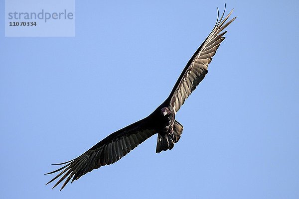 Truthahngeier (Cathartes aura) im Flug  Provinz Artemisa  Kuba  Nordamerika