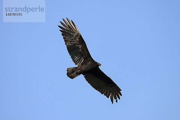 Truthahngeier (Cathartes aura) im Flug  Provinz Artemisa  Kuba  Nordamerika