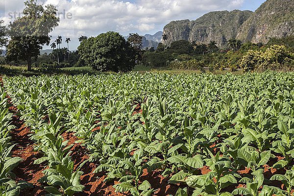 Tabakanbau  Tabakfeld  im Hintergrund Karstberge  sogenannte Mogotes  bei Vinales  Vinales-Tal  Provinz Pinar del Rio  Kuba  Nordamerika