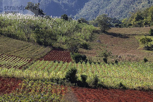 Landschaft  landwirtschaftlich genutzte Fläche  bei Viñales  Viñales-Tal  Provinz Pinar del Río  Kuba  Nordamerika