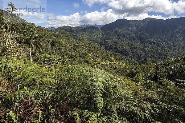 Ausblick auf die Berglandschaft im Turquino-Nationalpark  Sierra Maestra  Provinz Granma  Kuba  Nordamerika