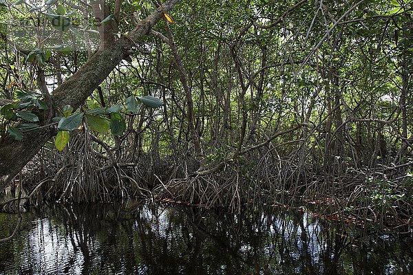 Mangroven beim Strand Playa Maguana  bei Baracoa  Provinz Guantanamo  Kuba  Nordamerika