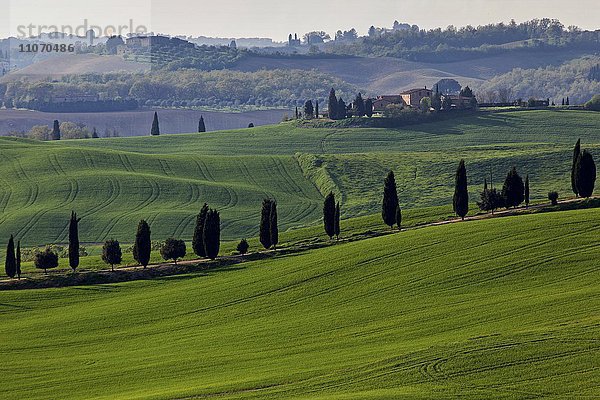 Hügelige Landschaft mit Getreidefeldern und Zypressenallee  bei Asciano  Crete Senesi  Provinz Siena  Toskana  Italien  Europa